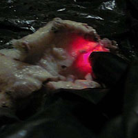 Schweineohr Bild 1 im Laserlicht Studie michael Zazzio